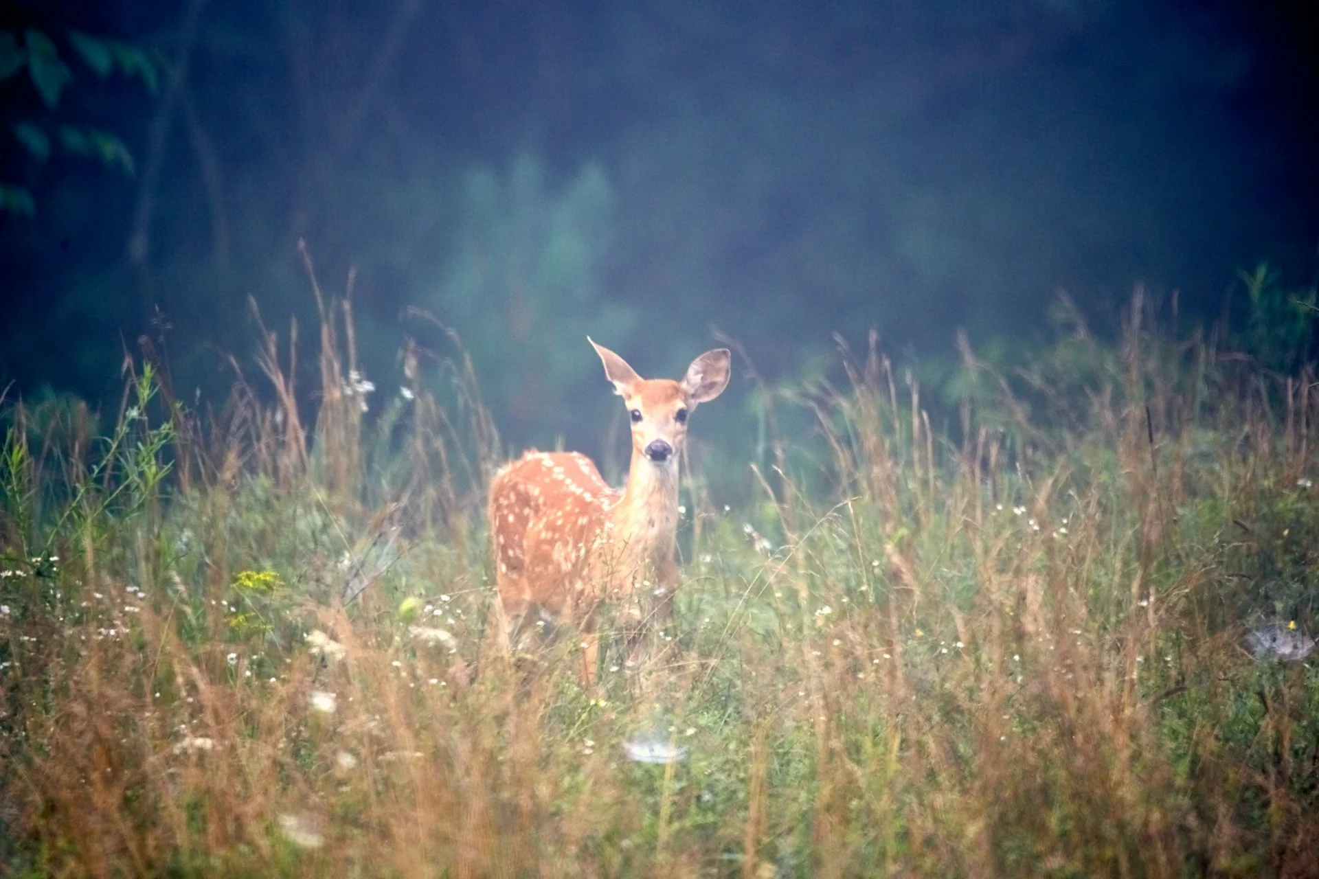Bardia Jungle Safari-4 Days bardia jungle safari