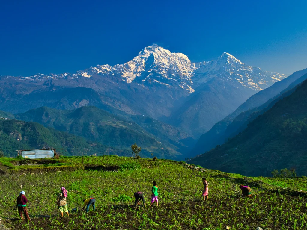 People working in a green agricultural field with massive snow-covered mountains in the background