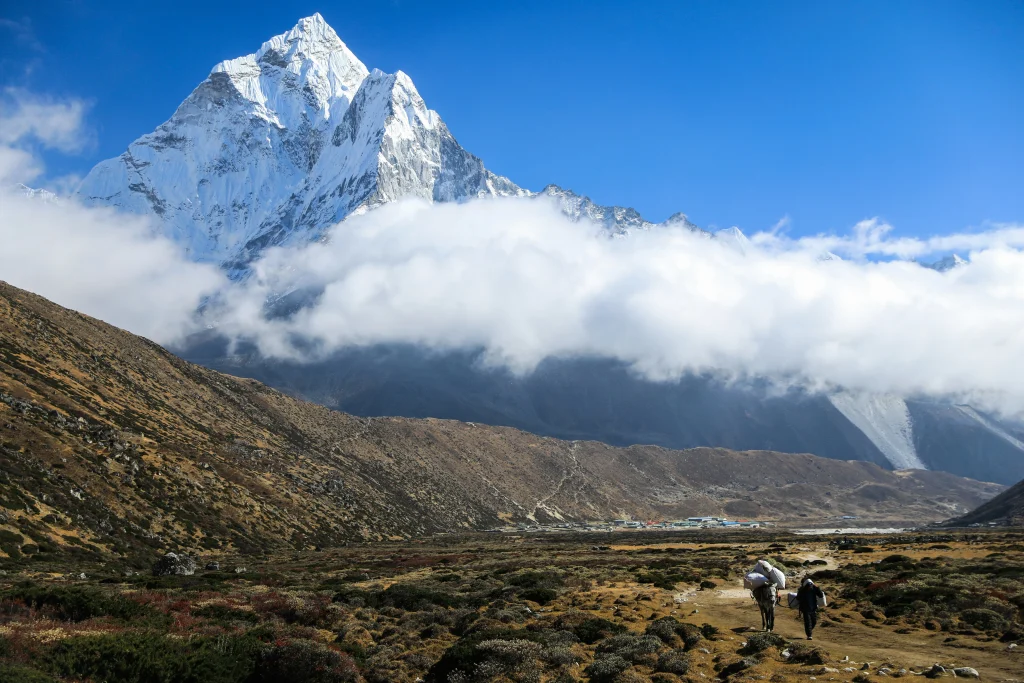 A porter leading loaded pack animals along a wide mountain valley trail toward the snow-covered peak of Ama Dablam on the everest base camp trek.