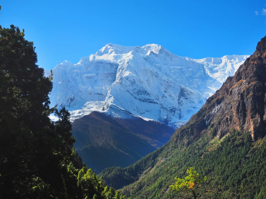 A towering, snow-covered mountain peak rising behind lush pine-forested valley slopes under a clear blue sky, viewed along the Annapurna Circuit route.