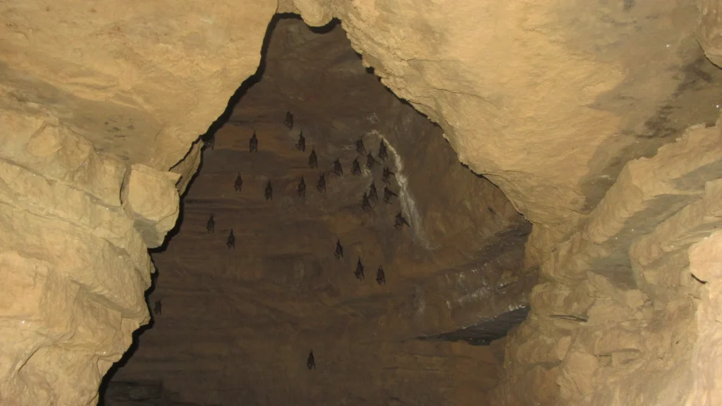 Bats Hanging on Cave Ceiling in Chamere Gufa Pokhara