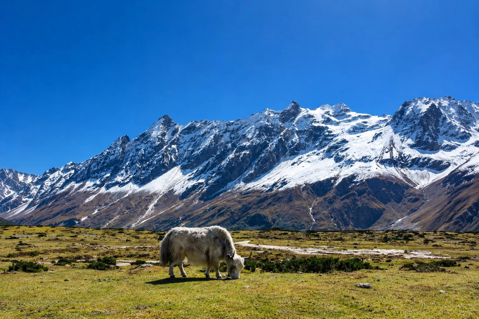 Grazing Yak Beneath Snowy Peaks