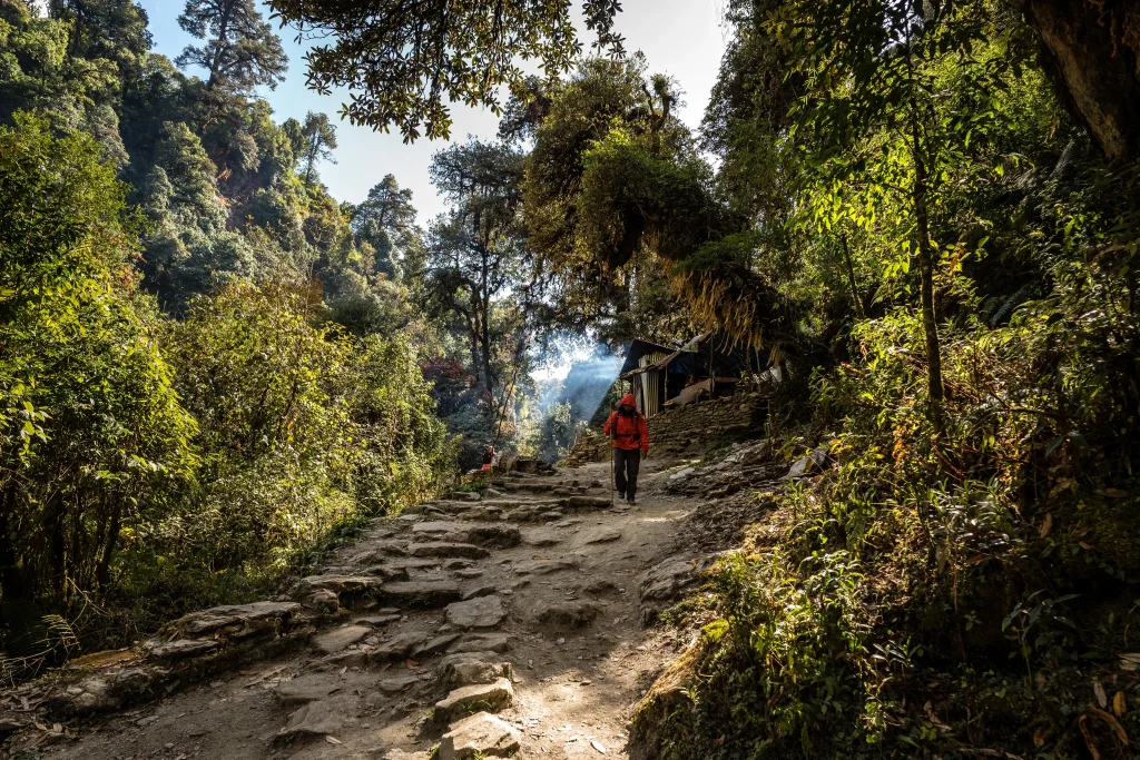 a hiker walking down a sunlit stone path surrounded by lush, green forest trees.