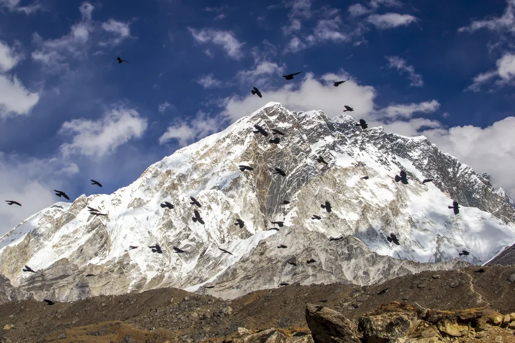 A dramatic photograph of a flock of black birds soaring through the sky above a massive snow-capped mountain peak under scattered clouds.