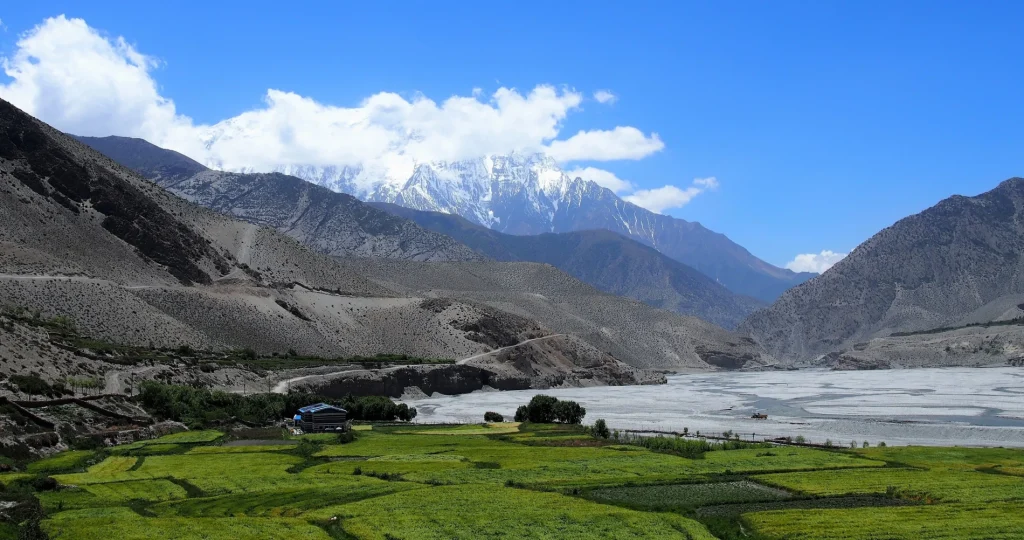 A vibrant landscape showing lush green agricultural fields and terraced farmlands in a high-altitude arid valley next to a wide riverbed, with majestic snow-covered Himalayan peaks rising in the background under a clear blue sky during a trekking adventure.