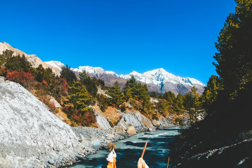 A fast-flowing mountain river surrounded by pine trees, colorful foliage, and snow-capped Himalayan peaks along the Annapurna Circuit route.